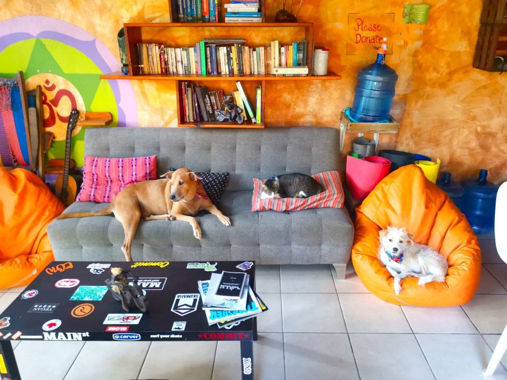 A dog and a cat sitting on a gray couch in front of an orange wall.