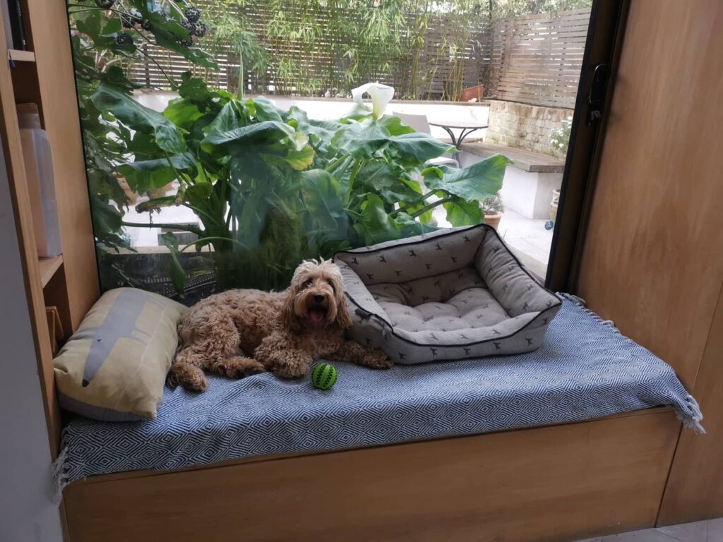 Trusted House Sitters Review: Our experience looking after this dog in London