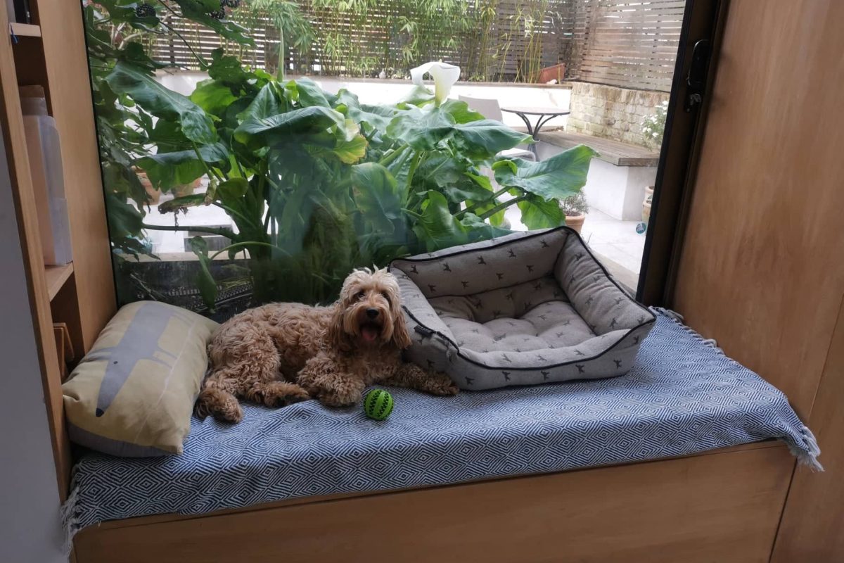 Trusted House Sitters Review: Our experience looking after this dog in London