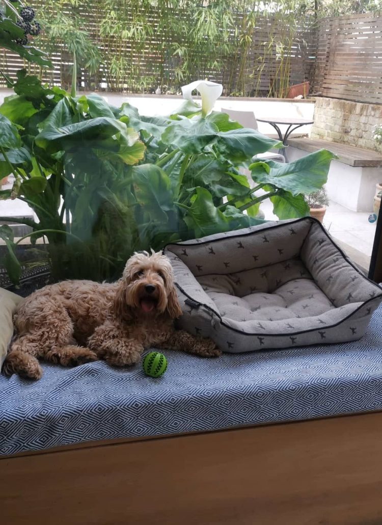 Trusted House Sitters Review: Our experience looking after this dog in London