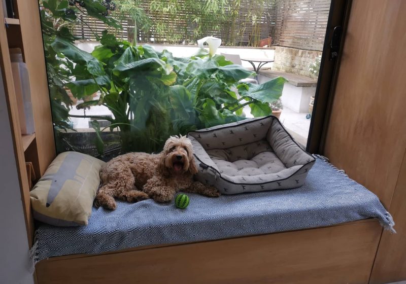 Trusted House Sitters Review: Our experience looking after this dog in London