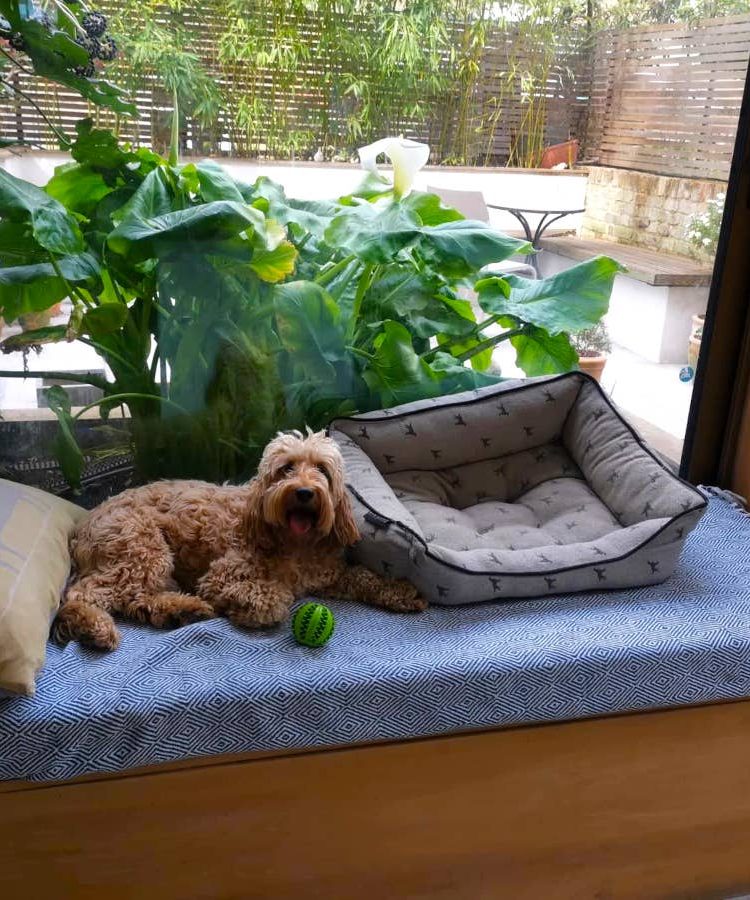 Maud, a dog we looked after through Trusted Housesitters sitting on her bed in London