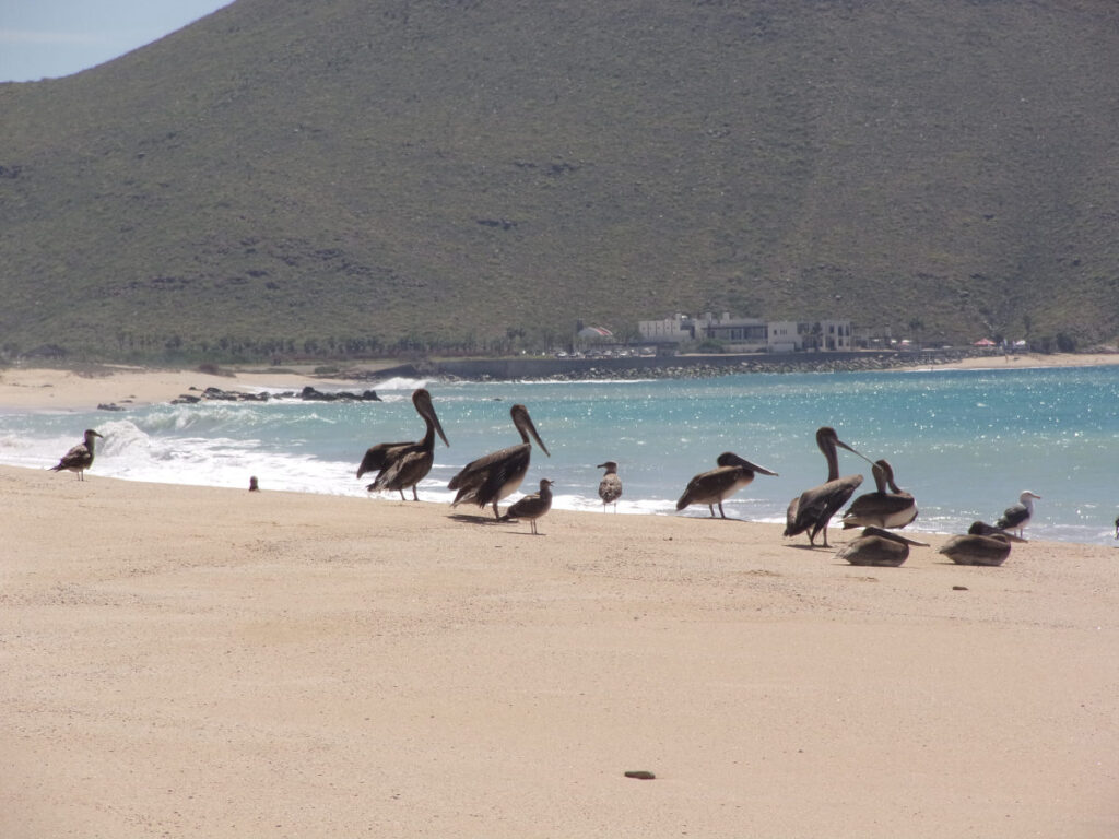 Pelicans on the beach near Todos Santos