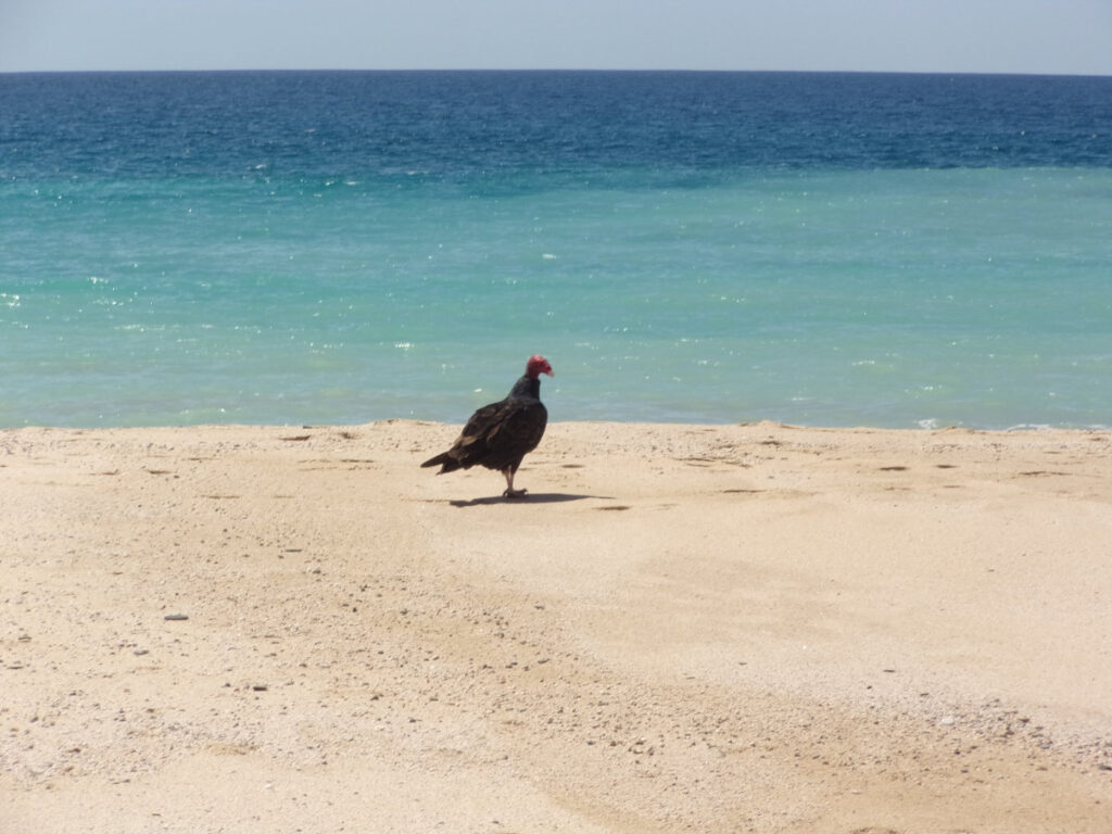 Vulture on the beach near Todos Santos Mexico