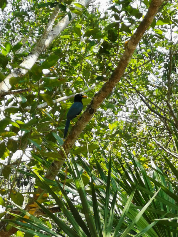Blue bird sitting in the tree 