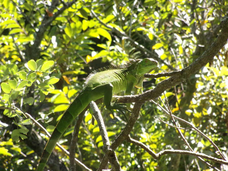 Green iguana sitting in the trees at Cenote Azul