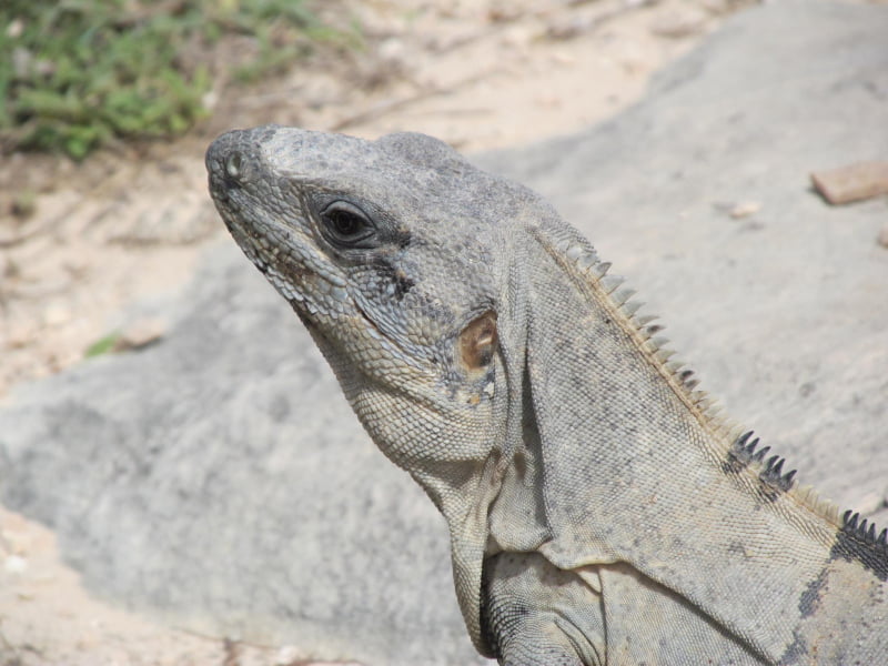 Close up of an iguana at the Tulum ruins
