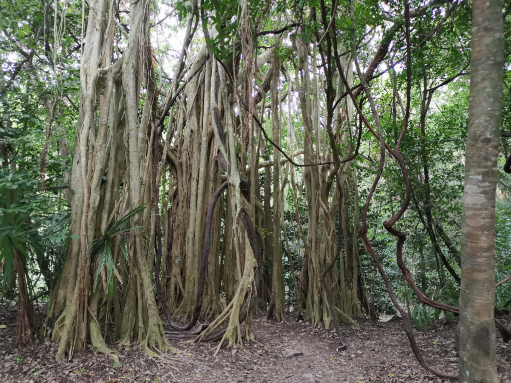 Interesting trees in the jungle at the Coba Ruins