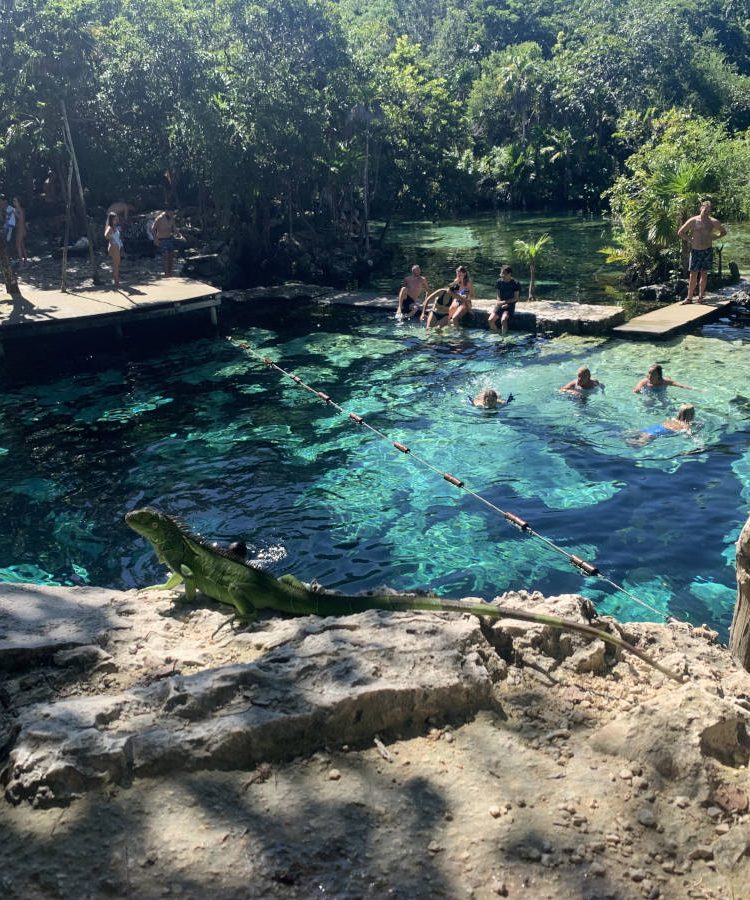 Iguana next to Cenote Azul near Playa Del Carmen