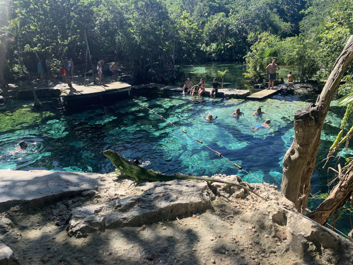 Iguana next to Cenote Azul near Playa Del Carmen