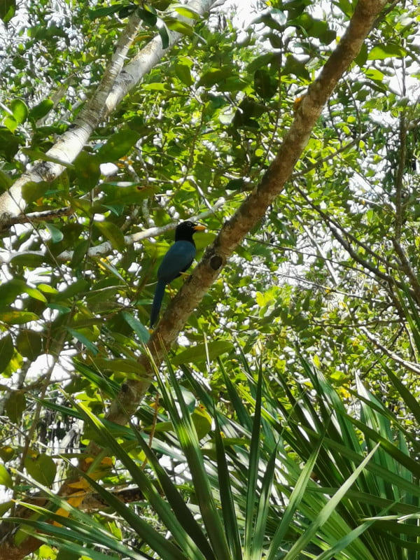 Blue bird sitting in trees
