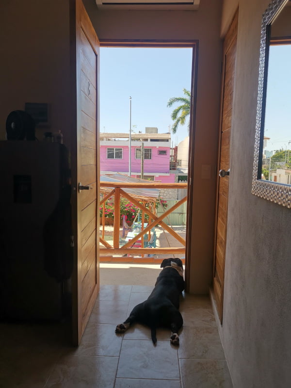 The owner of Casa Ruli's dog chilling in the entrance to our room looking outside