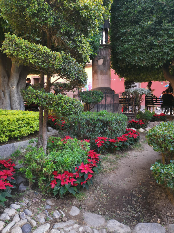 Christmas Eve Flowers planted into the ground around trees in a city park of San Miguel de Allende