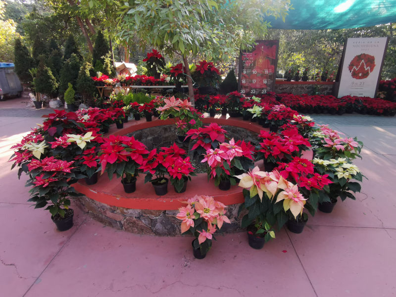 Christmas Eve Flowers presented for sales in dark red and pink color