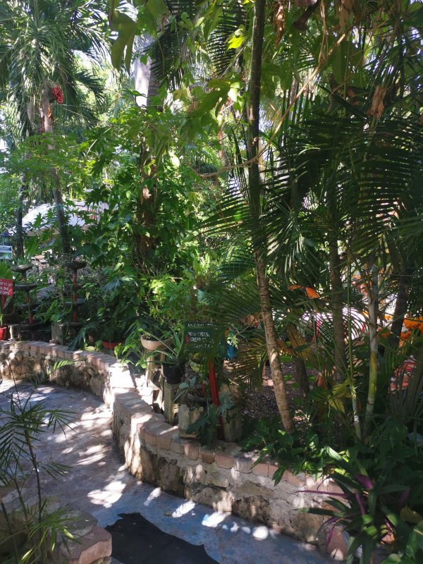 Inside of Jardin de Todas full of plants