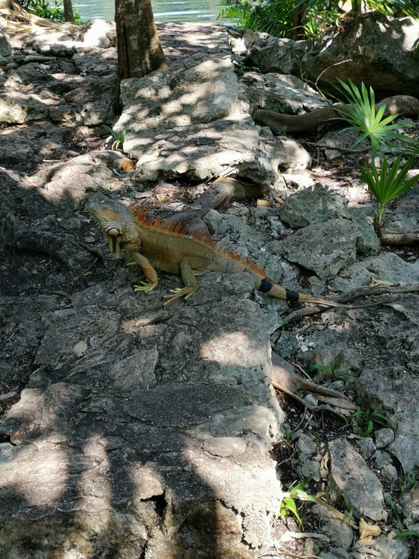 Orange iguana sitting on rocks