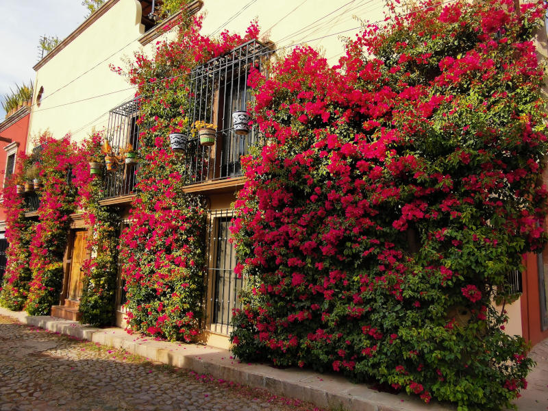 Red flowers covering the side of a pretty building