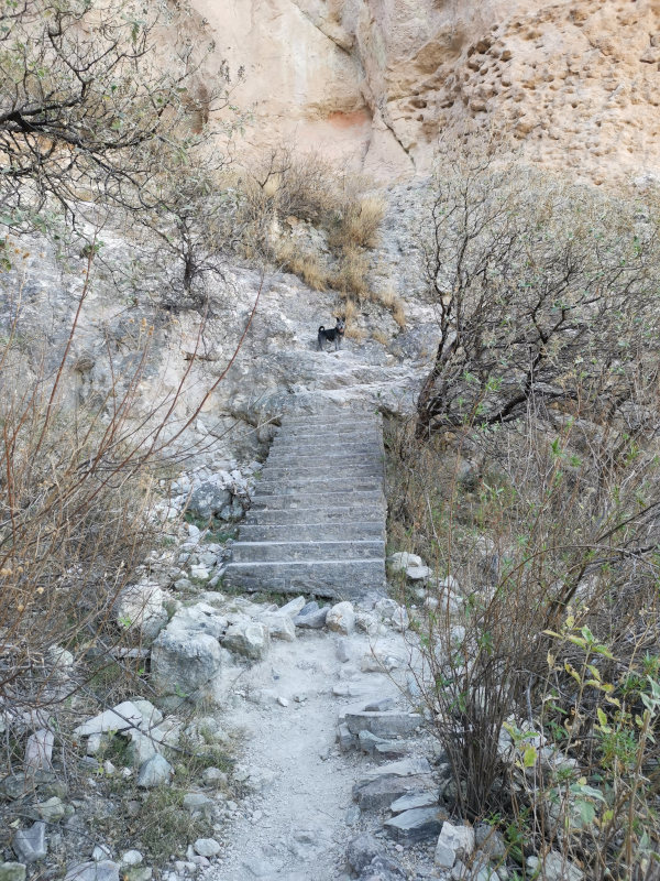 Stairs with a dog in the background on a hike up la bufa guanajuato