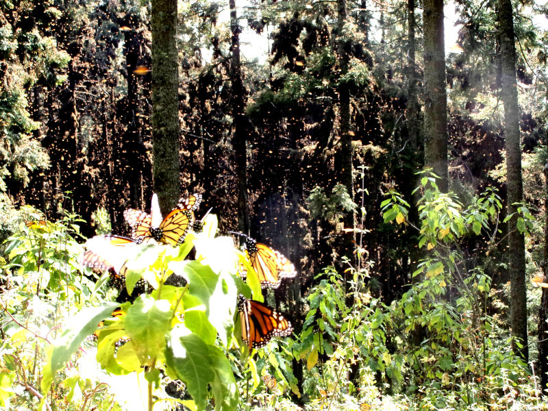 Orange butterflies sitting on trees and leaves