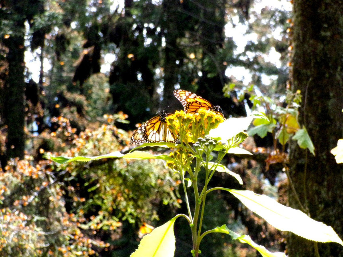 Butterflies sitting on green leaves at El Rosario Butterfly Sanctuary