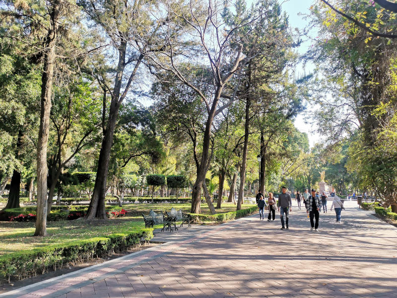 Locals walking through Alameda Hidalgo Park full of high trees