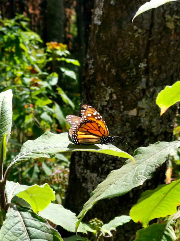 A Mexican butterfly sitting on a green leaf in the Mexican Biosphere Reserve