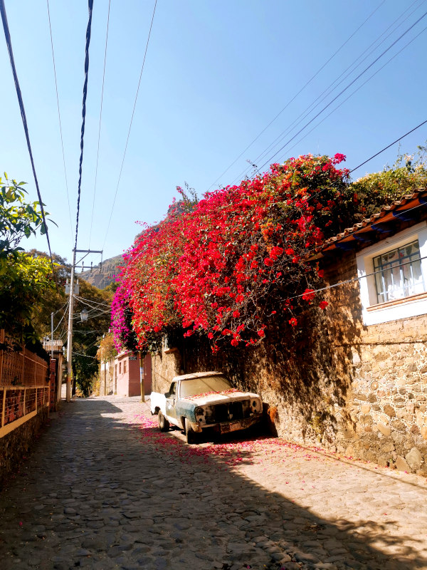 An old car standing on a cobble stone street under a tree full of red flowers 