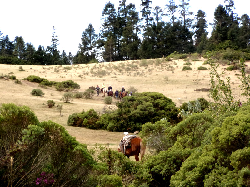 Horses walking through a meadow at El Rosario Butterfly Sanctuary