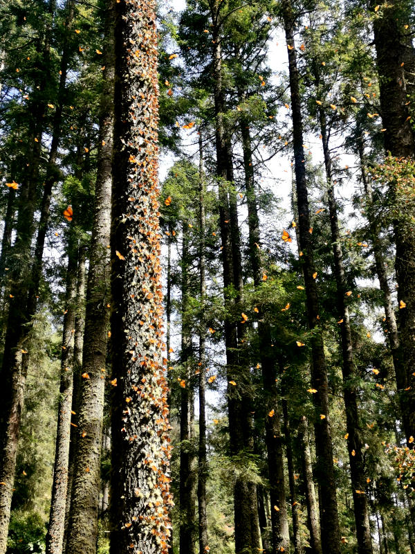 Thousands of butterflies sitting on trees at El Rosario Butterfly Sanctuary