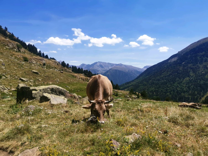A cow eating some grass on a hike in Andorra