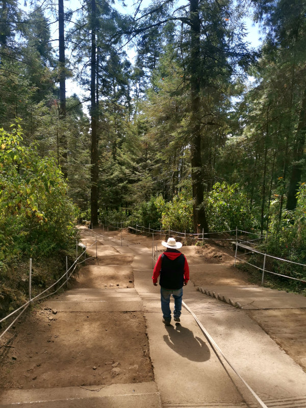 A guide with a white cowboy hat walking along a path in the pine forests