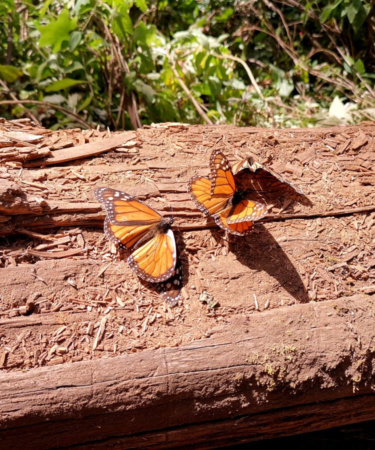 Monarch butterlies sitting on a tree stem