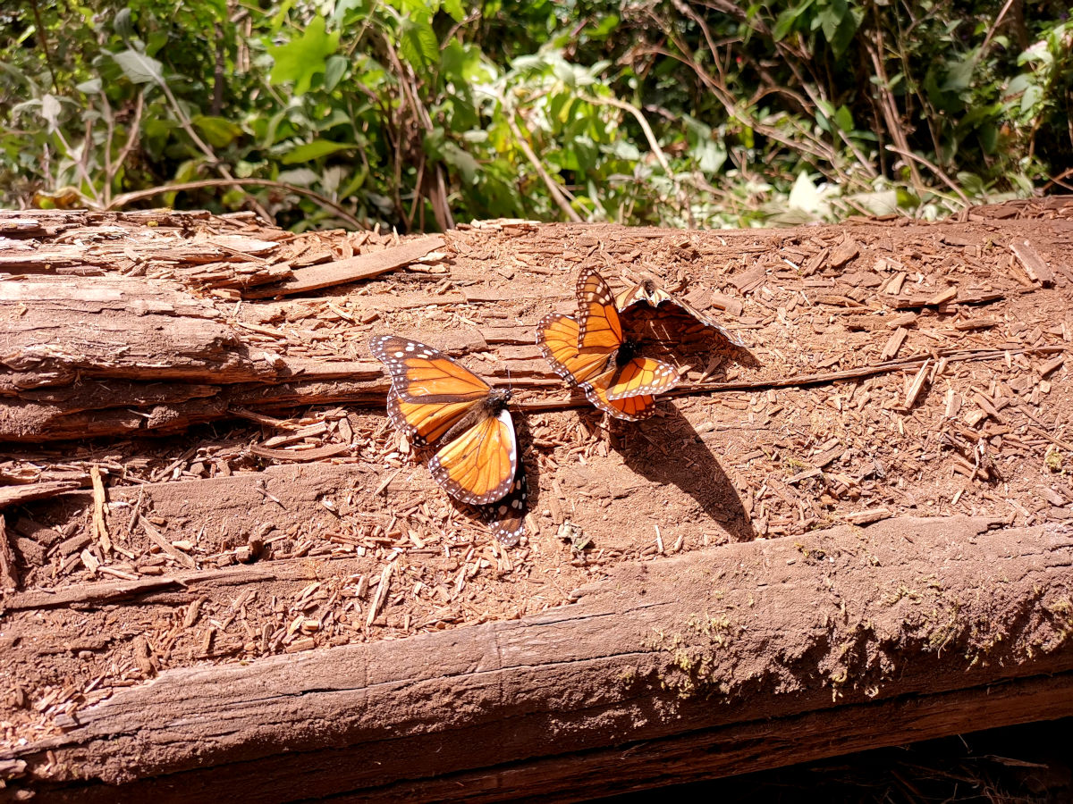 Monarch butterlies sitting on a tree stem