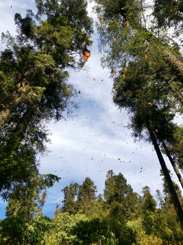 Monarch butterflies flying in the air surrounded by blue sky and pine trees