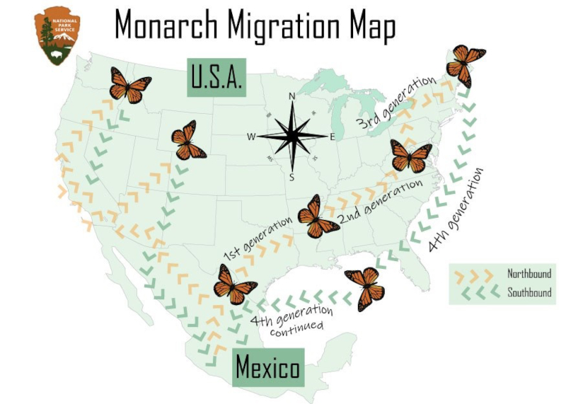 Map showing the path of the Mexican butterfly from the US to Mexico