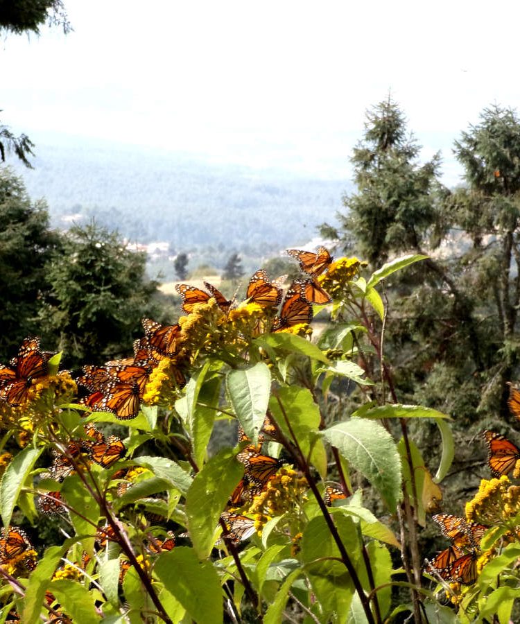 Butterflies at the Sierra Chincua butterfly sanctuary