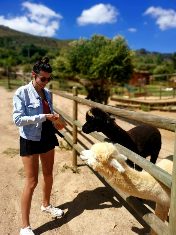 Katharina feeding alpacas