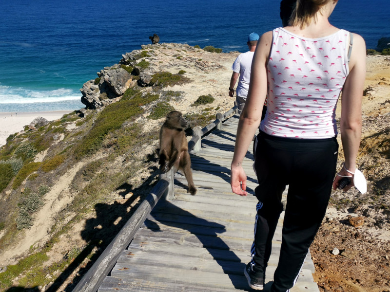 A baboon on a wooden path next to people walking