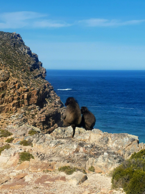 Two baboons sitting on the top of a cliff