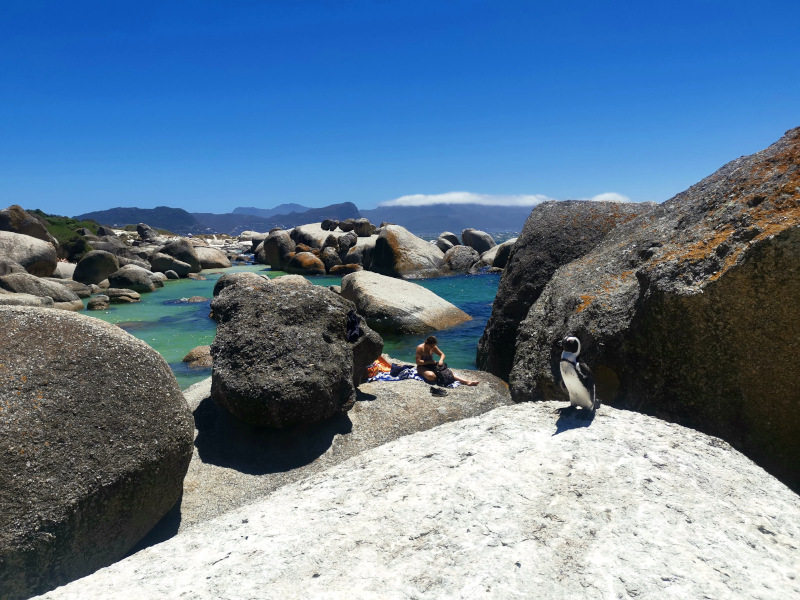 A penguin standing on a rock at Boulders Beach in South Africa one of many fun activities in Cape Town