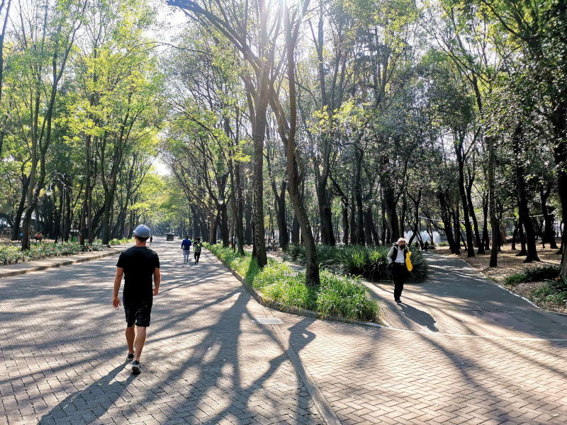 Allan walkng along a road lined by trees in Chapultapec Park