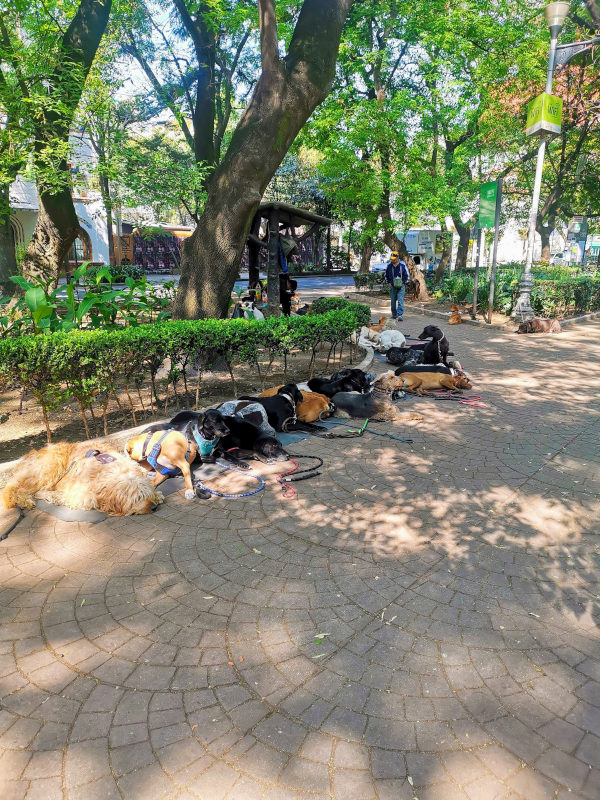 A line of dogs in Parque Mexico - a reason why to visit Mexico City