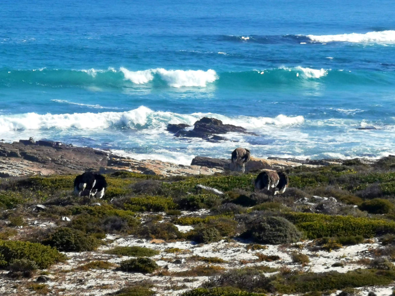 A group of ostriches grazing by the beach