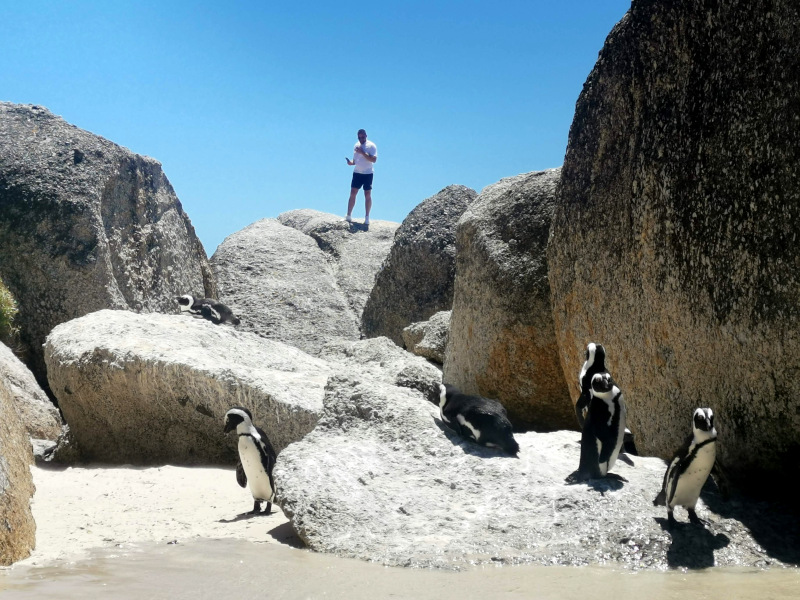 A bunch of penguins standing on a rock on Boulders Beach