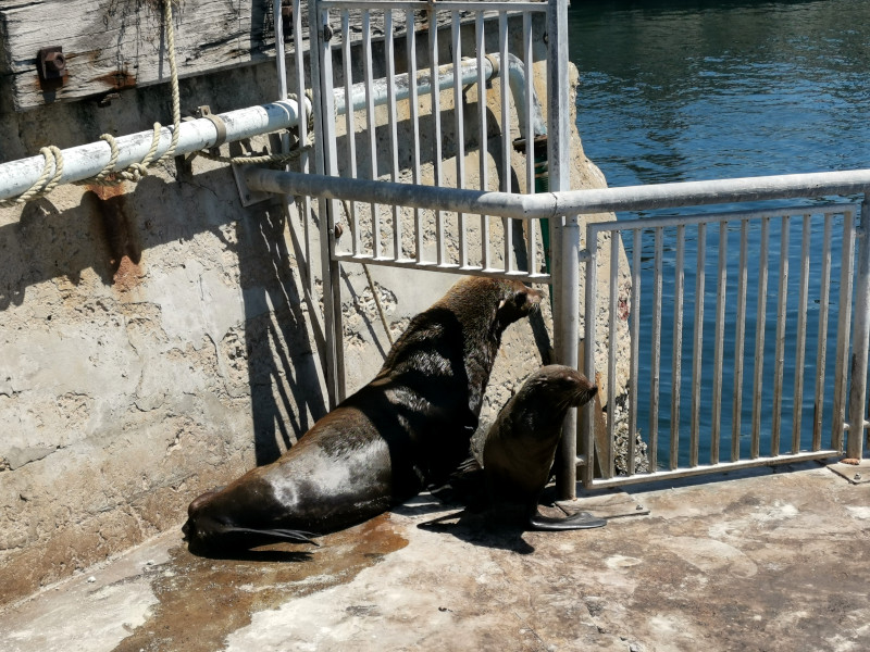 Two seals at the waterfront in Cape Town