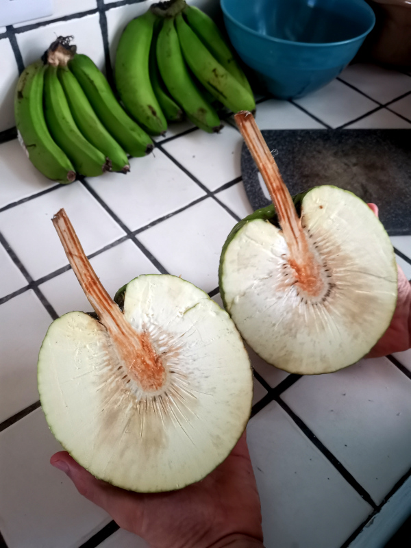 A breadfruit split in half being held in the air above a kitchen bench with some green bananas in the background
