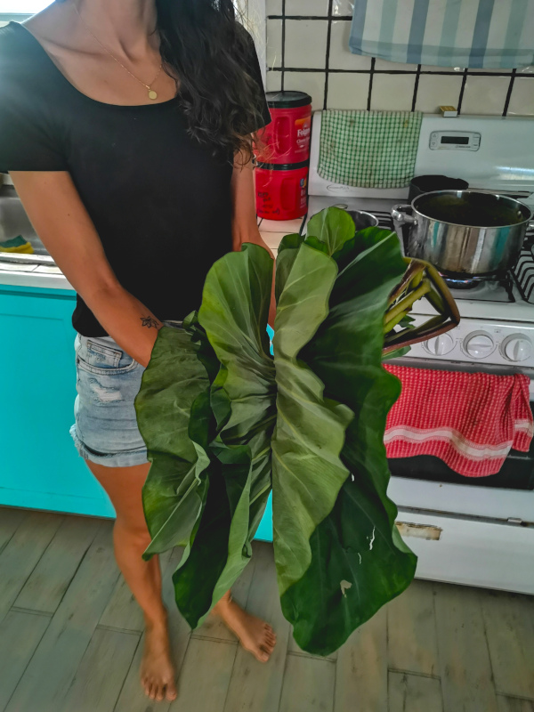 A woman in a black t shirt and denim shorts holding a bunch of local greens from grenada a great way how to eat healthy and cheap while traveling