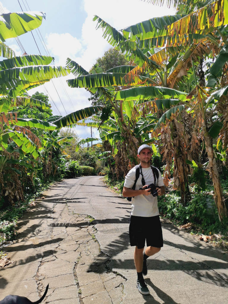 A man walking along a road surrounded by banana trees one the ways to Welcome Stone in Grenada