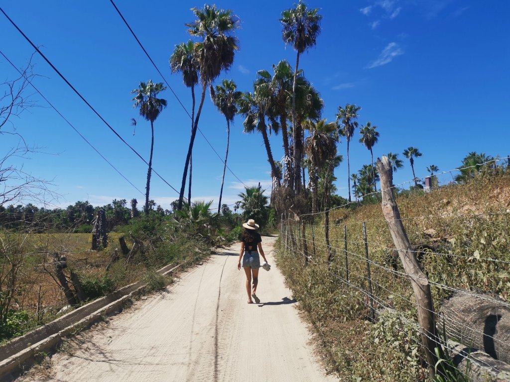 Walking through palm trees on the way to the beach in Todos Santos Mexico