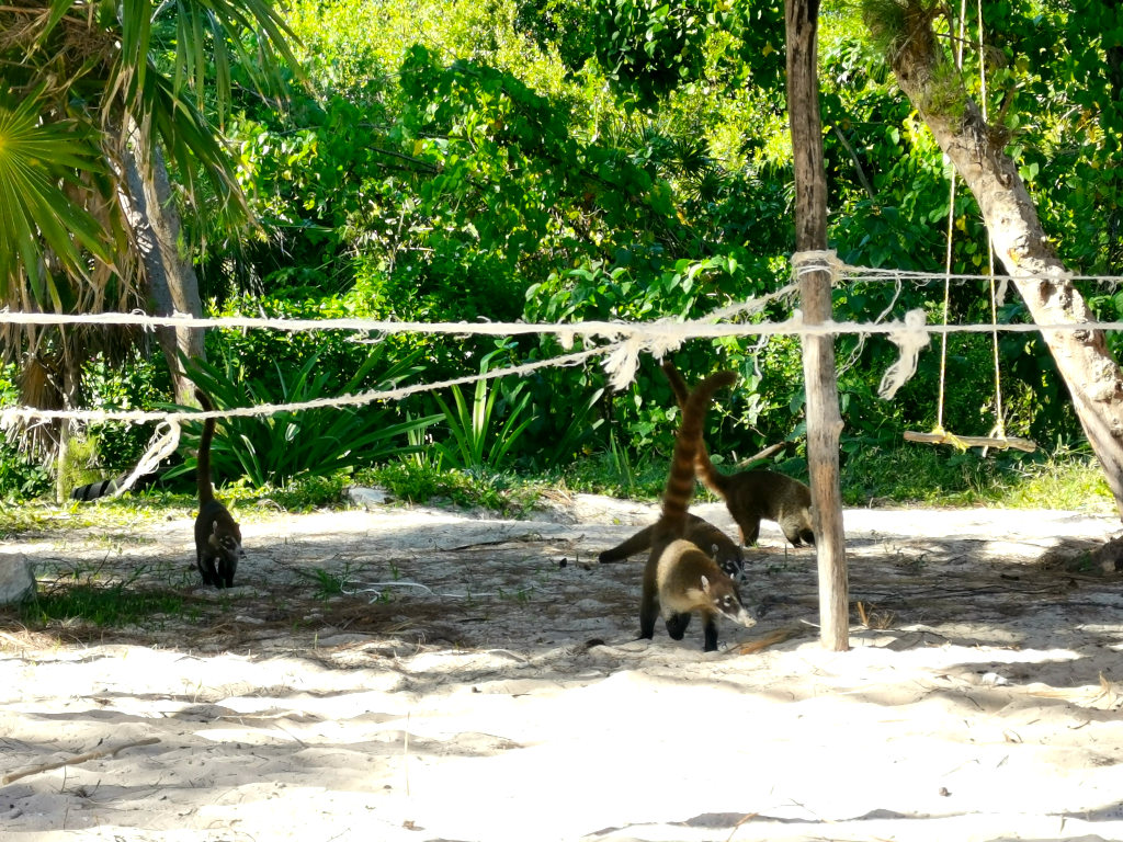 A group of coatis gathering on the beach